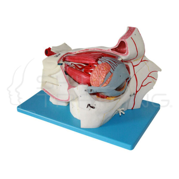 Eyeball and Orbit with Vessels and Nerves - Imagen 1