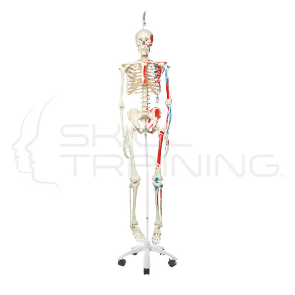 Male Human Skeleton One-side Painted Muscles - Imagen 1
