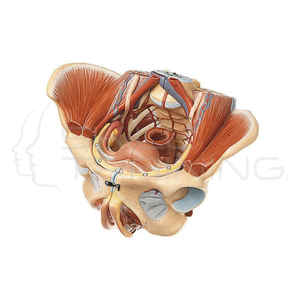 Female Pelvis - Imagen 1