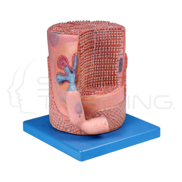 Skeletal Muscle Fiber with Motor - Imagen 1