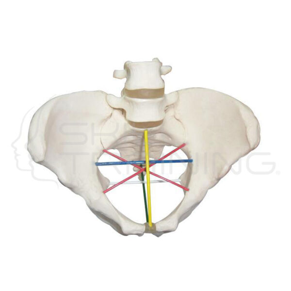 Pelvimetry Demonstration Model - Imagen 1