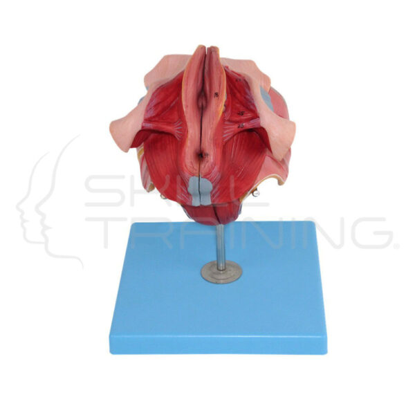 Female Genital Organs - Imagen 1