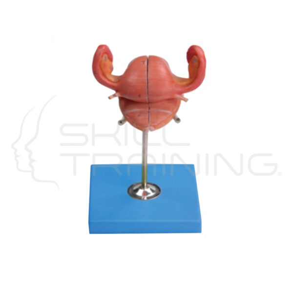 Anatómicol Uterus - Imagen 1