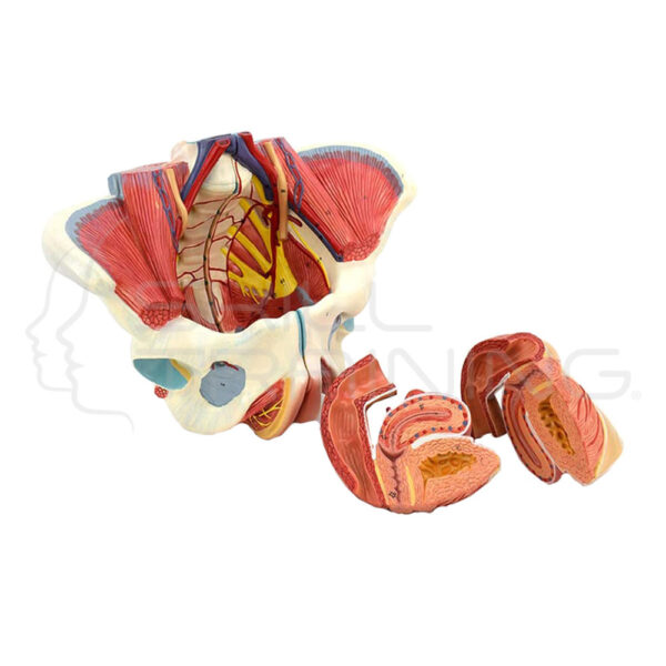 Female Pelvis w/ Reproductive Organs and Vascular Nerves and Related Muscle - Imagen 1