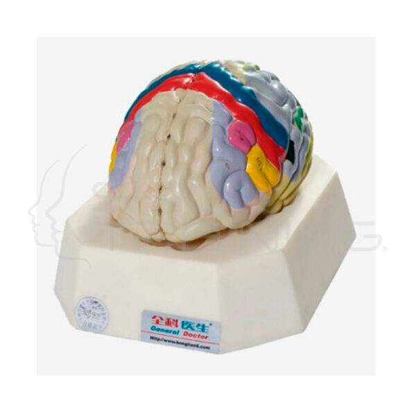 Modelo Cerebral Funcional Tamaño Natural - Imagen 1