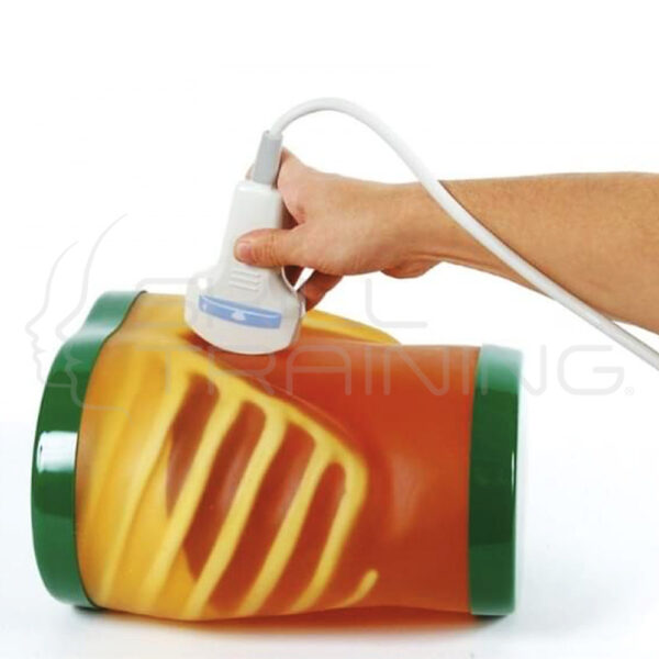 Us-1: Ultrasound Examination Model Echozy - Imagen 1