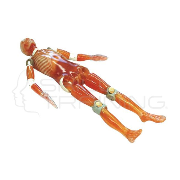 Fantoma de Tc de Cuerpo Completo PBU-60 - Imagen 1