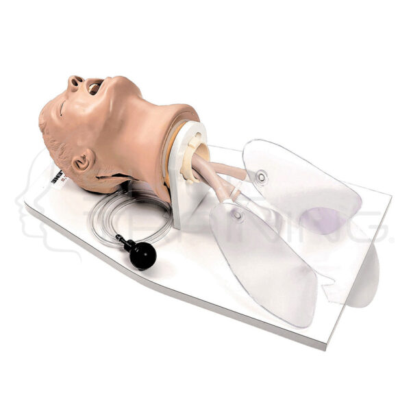 Cabeza de Intubación Avanzada Airway Larry Life /form - Imagen 1