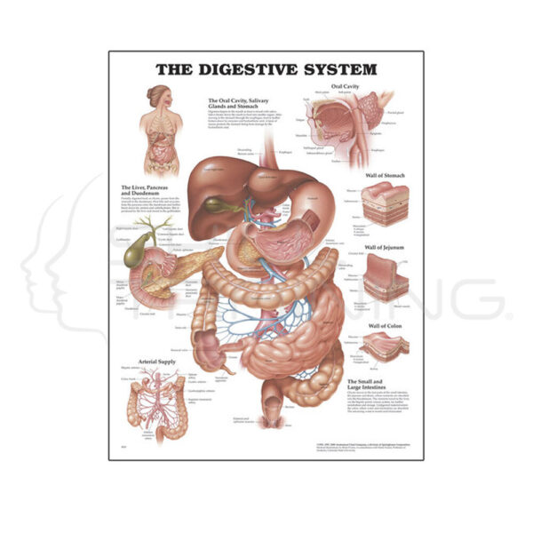 Lámina Digestivo - Imagen 1