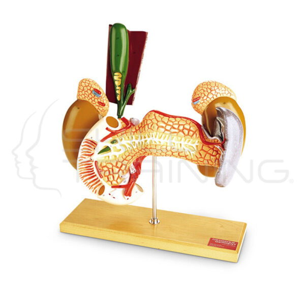 Internal Organs (2 Parts) - Imagen 1