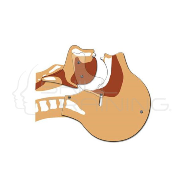 Tablero de Simulación de Vías Respiratorias - Imagen 1
