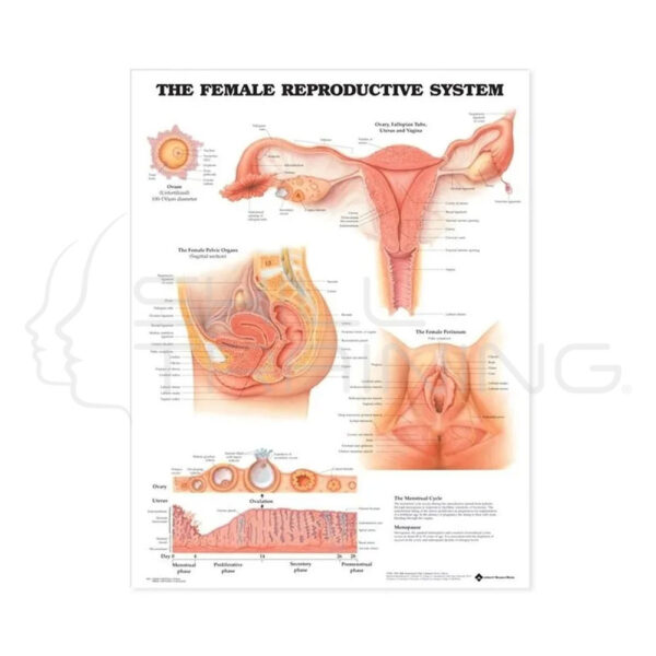 Female Reproductive System Chart - Imagen 1