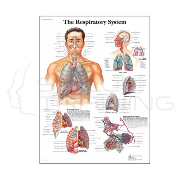 Respiratory System Chart - Imagen 1