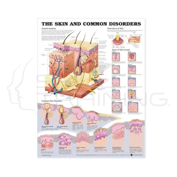 The Skin Chart - Imagen 1