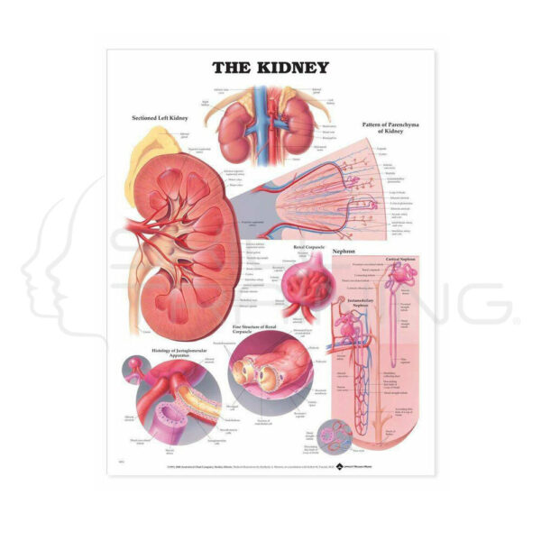 The Kidney Chart - Imagen 1