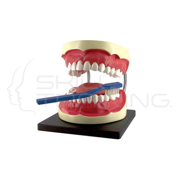 Oral Hygiene Set w/ Tongue - Imagen 1