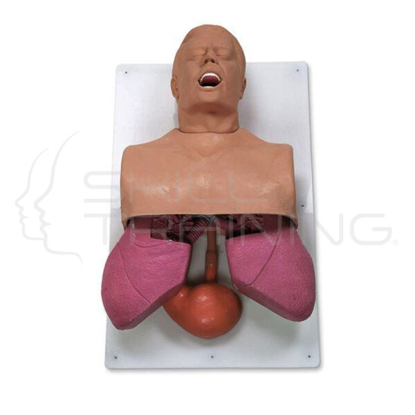 Adult Airway Management Trainer Simulator - Imagen 1