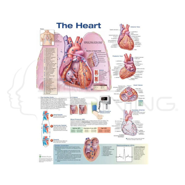 The Heart Chart - Imagen 1