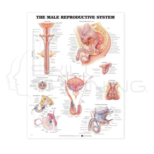 The Male Reproductive System - Imagen 1