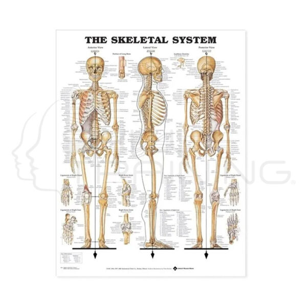 The Skeletal System Chart - Imagen 1