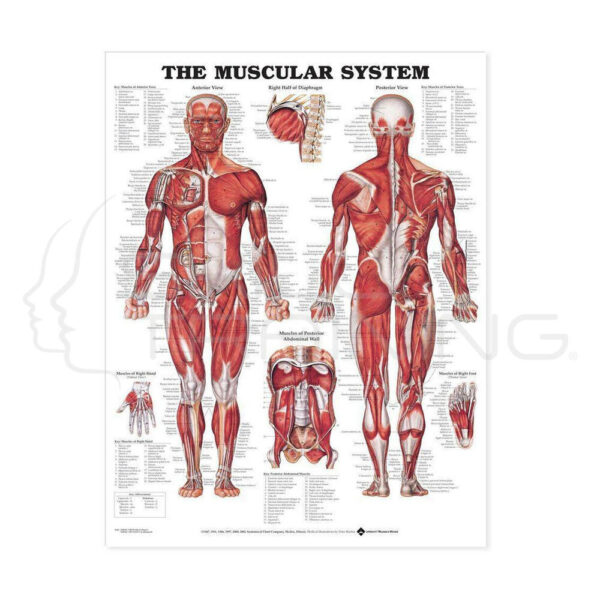 The Muscular System Anatómicol Chart - Imagen 1