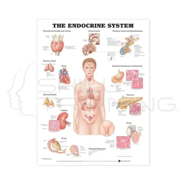 The Endocrine System - Imagen 1