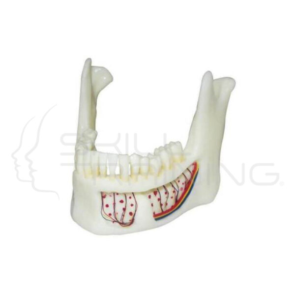 Mandíbula Inf. Tam. Natural con Placa Dental - Imagen 1
