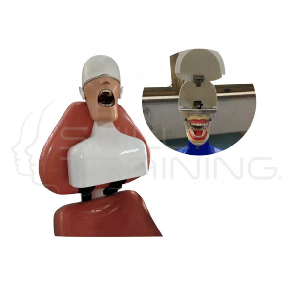 Simulador Dental con Correas - Fijación a Sillón Dental - Imagen 1