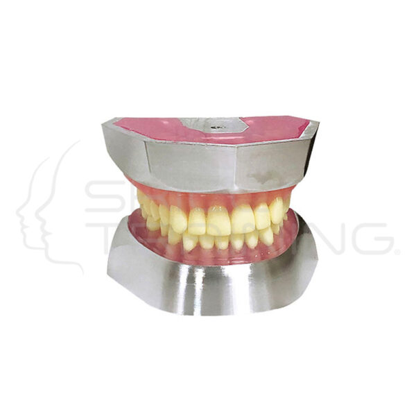 Modelo de Extracción de Dientes de Resina - Imagen 1