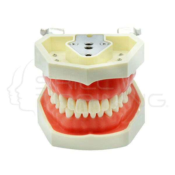 Modelo de Diente Estándar (goma Blanda de 28 Dientes) - Imagen 1