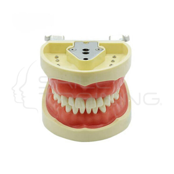 Modelo de Diente Estándar (goma Blanda de 32 Dientes) Tipo Frasaco - Imagen 1