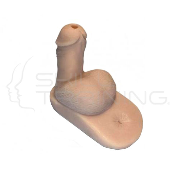 Masculine Genital Organ - Imagen 1