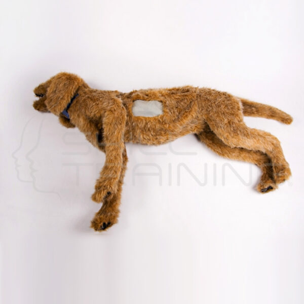 Toracocentesis Canino K9 - Imagen 1