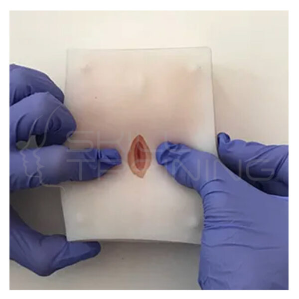 Modelo de Ovariohisterectomía Felina (esterilización) - Imagen 1