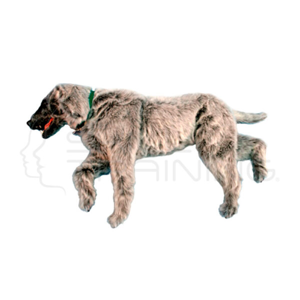 Maniquí de Posicionamiento Radiografico Emily K9 - Imagen 1