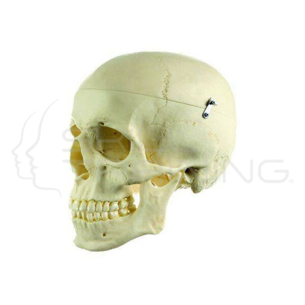 Cráneo Humano Artificial Somso - Masculino - Imagen 1