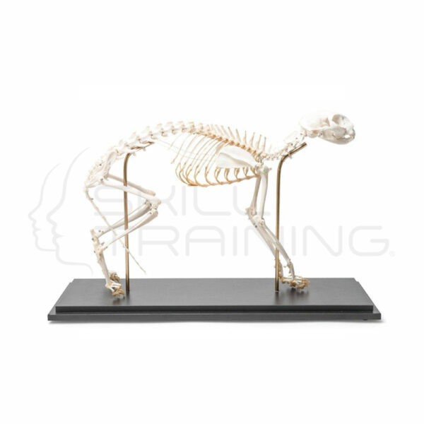 Modelo de Esqueleto de Gato, Espécimen Natural, Articulación Flexible - Imagen 1