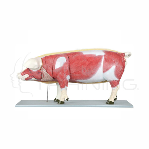 Modelo Anátomico de Cerdo - Imagen 1