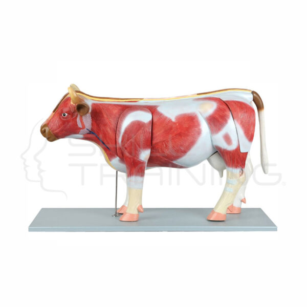 Modelo Anatomico de Bovino - Imagen 1