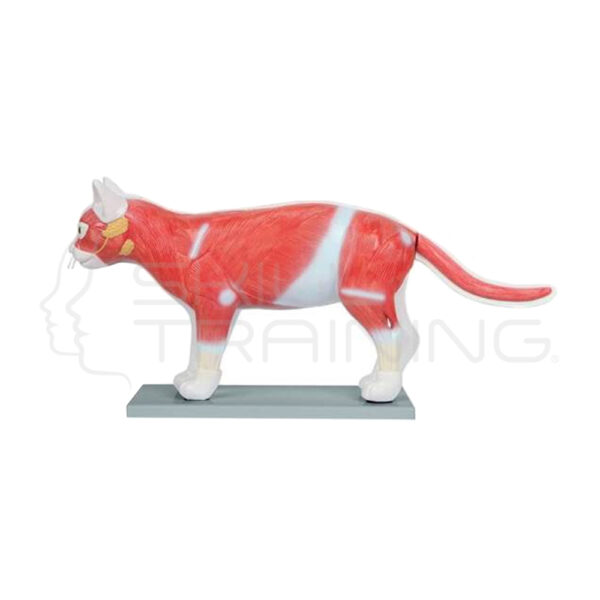Modelo Anatomico de Gato Domestico - Imagen 1