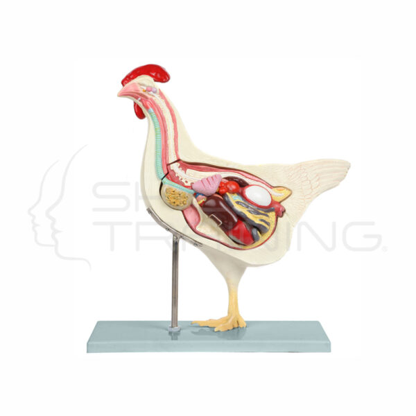 Modelo Anatomico de Gallina Domestica - Imagen 1