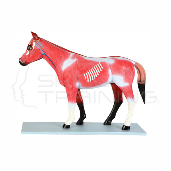 Modelo Anatomico de Caballo - Imagen 1