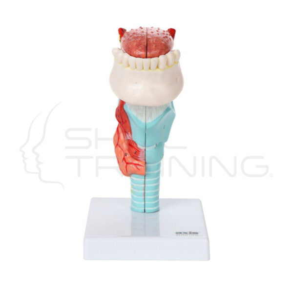 Modelo de Laringe y Lengua de 5 Partes - Imagen 1