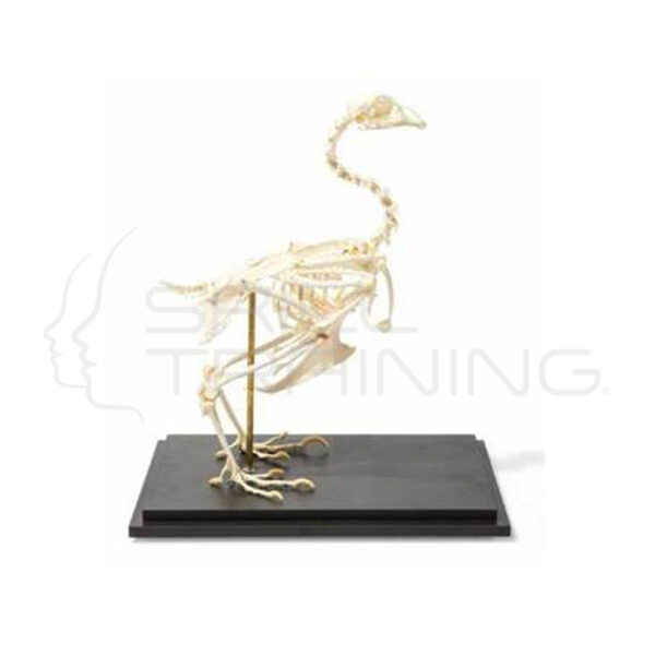 Esqueleto de Pollo Articulado - Imagen 1