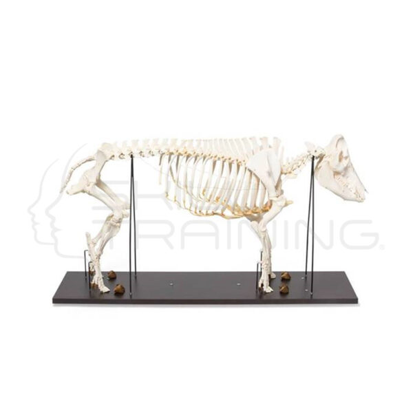 Esqueleto de Cerdo Montado en Base de Madera - Imagen 1