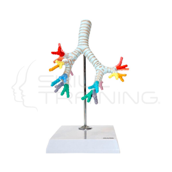 Modelo Anatomico Arbol Bronquial - Imagen 1