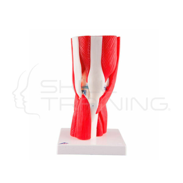 Articulación de la Rodilla, 12 Partes - 3b Smart Anatomy - Imagen 1