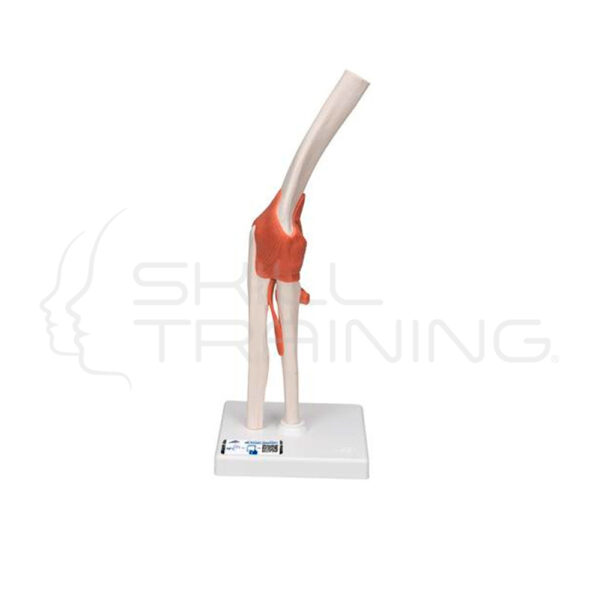 Modelo Funcional de Anatomía de la Articulación del Codo - Imagen 1