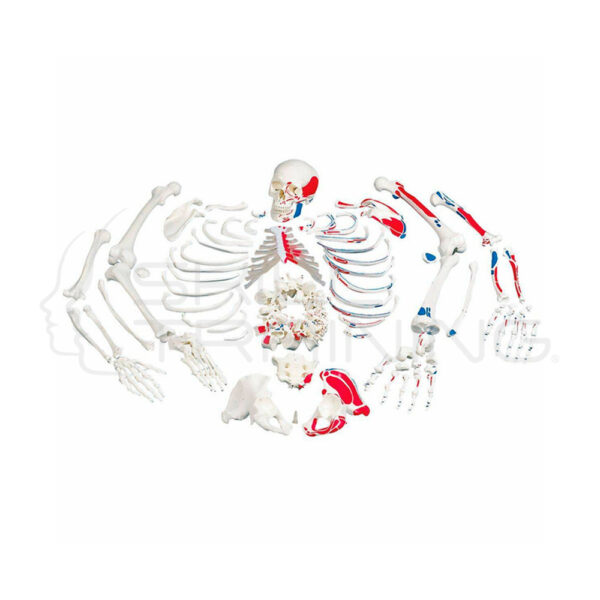 Modelo Anatomico Completo Desarticulado con Insersiones Musculares Pintados - Imagen 1