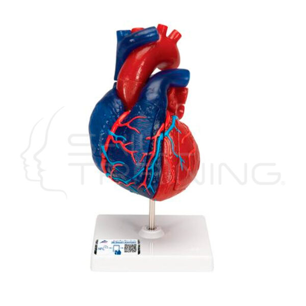 Modelo de Corazón Magnético, Tamaño Real, 5 Piezas - Imagen 1